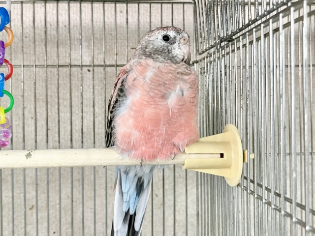 【🆙最高画像あり‼️】控えめちゃん☺️🩷 アキクサインコ(ローズ) アキクサインコ(秋草インコ)