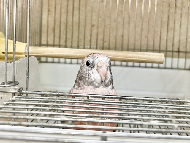 アキクサインコ（秋草インコ）