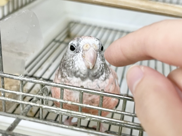 アキクサインコ（秋草インコ）