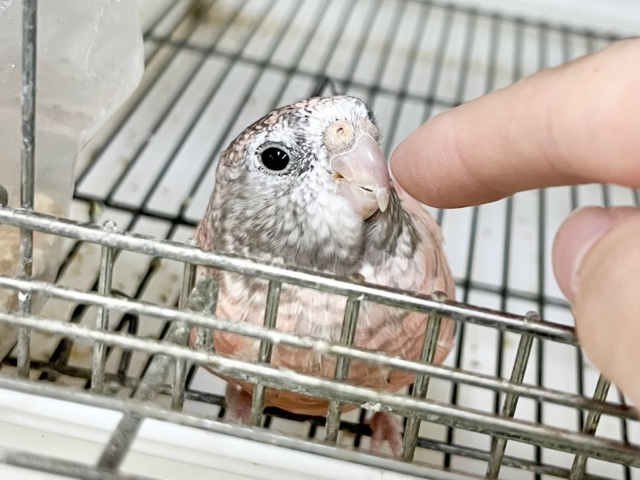 【🆙最高画像あり‼️】控えめちゃん☺️🩷 アキクサインコ(ローズ) アキクサインコ(秋草インコ)