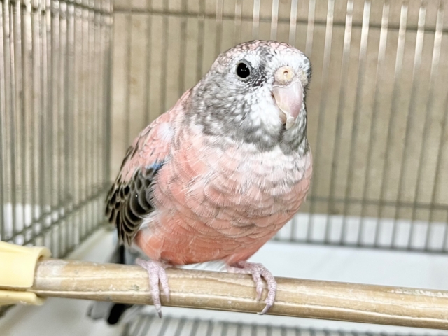 【🆙最高画像あり‼️】控えめちゃん☺️🩷 アキクサインコ(ローズ) アキクサインコ(秋草インコ)