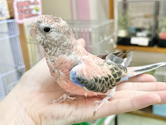 アキクサインコ（秋草インコ）