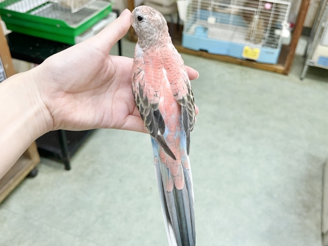 【🆙最高画像あり‼️】控えめちゃん☺️🩷 アキクサインコ(ローズ) アキクサインコ(秋草インコ)