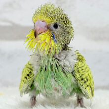 元気いっぱい🌻お花ちゃん🌿ジャンボセキセイインコ(スパングル) ヒナ