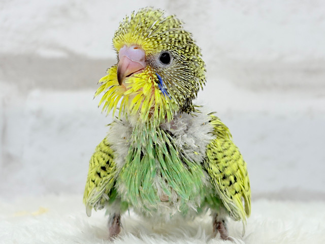 元気いっぱい🌻お花ちゃん🌿ジャンボセキセイインコ(スパングル) ヒナ