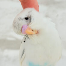 【最新画像更新🪄】ちょっと動かないでっ　ポジションとりが上手☆彡　セキセイインコ　白ハルクイン～～