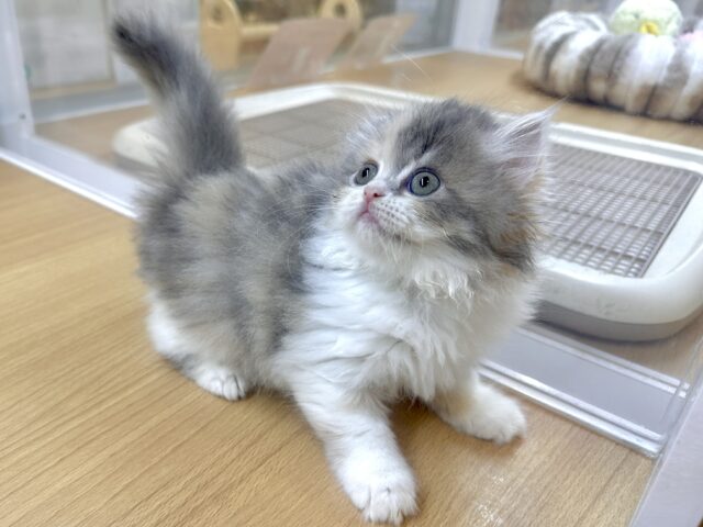 ミヌエット