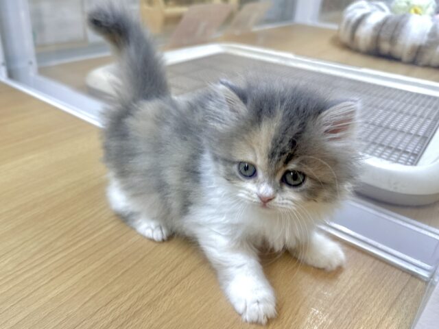 ミヌエット