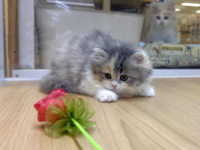 ミヌエット
