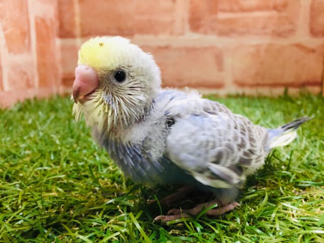 🌈💙💛💚セキセイインコ（レインボー系）💙💛💚🌈