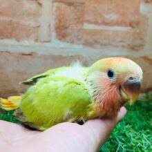 💚❤️コザクラインコ(シナモンオパーリン)💚❤️