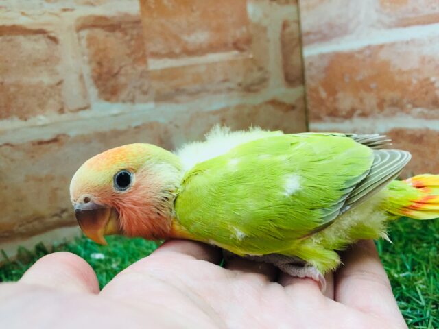 コザクラインコ（小桜インコ）