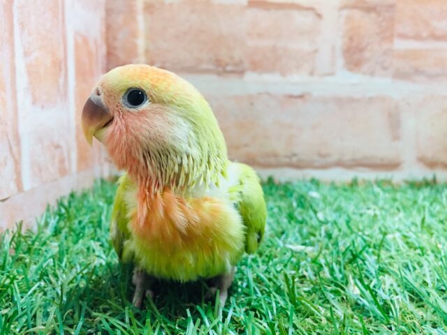 コザクラインコ（小桜インコ）