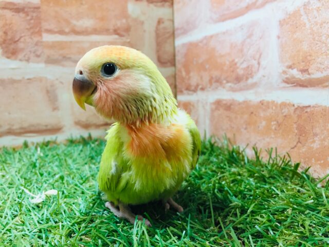コザクラインコ（小桜インコ）