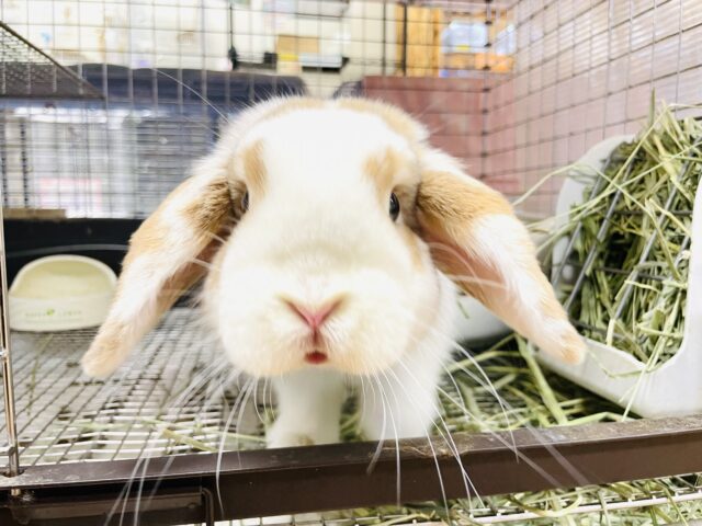 夏休みだよ🌻*.ﾟうさちゃんフェア開催中～💛