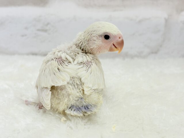 コザクラインコ（小桜インコ）