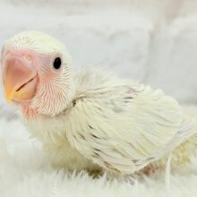 これからが楽しみ♬*°コザクラインコ(パリドブルーバイオレットシナモン) ヒナ