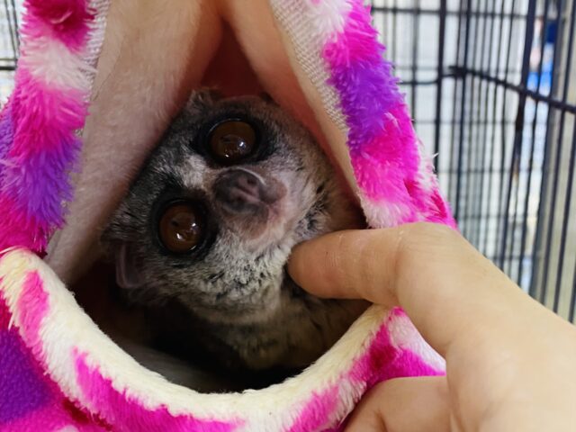 最新動画・画像ありꉂꉂ🙊💓　ぱっちり大きな目👀丸い大きな耳👂が可愛すぎます😍ショウガラゴの男の子！！