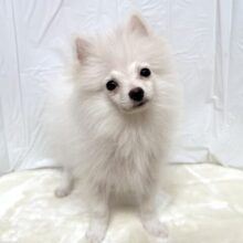 だっこ大好き♡ポメラニアンくん🤍2025年4月23日生まれ 男の子