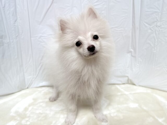 だっこ大好き♡ポメラニアンくん🤍2025年4月23日生まれ 男の子