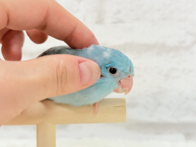 マメルリハ