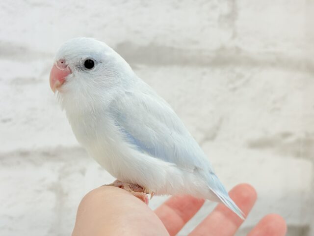 マメルリハ