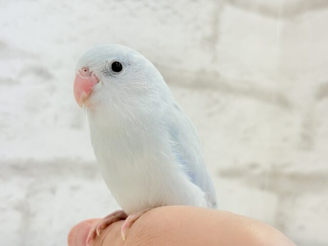 マメルリハ
