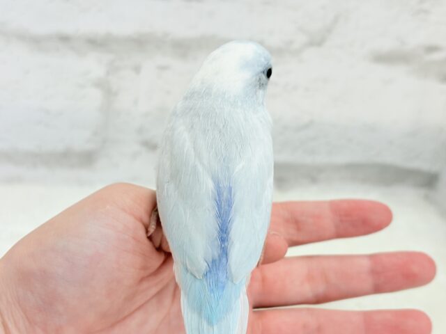 マメルリハ