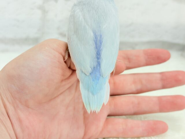 マメルリハ