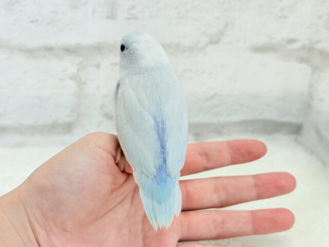 マメルリハ