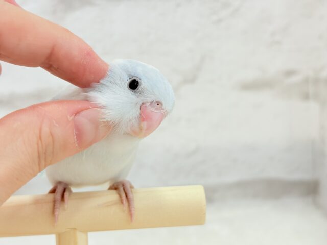 マメルリハ