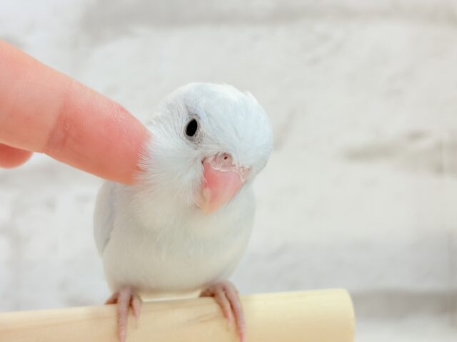 マメルリハ