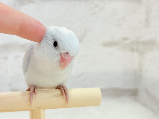 マメルリハ