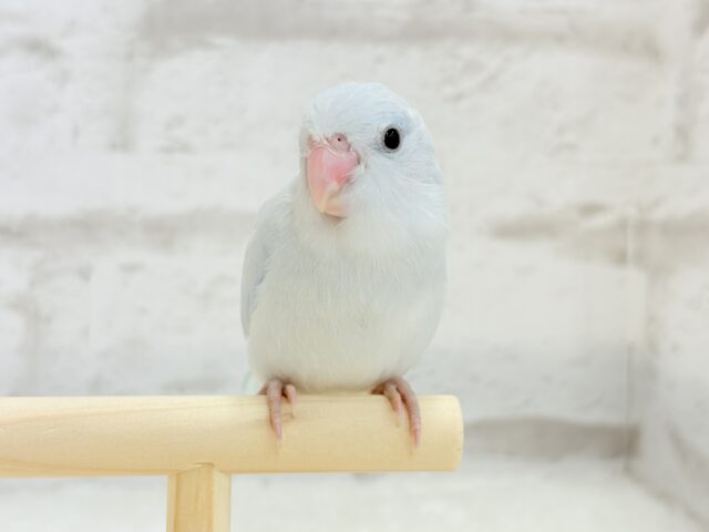 マメルリハ
