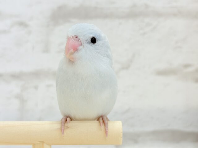マメルリハ