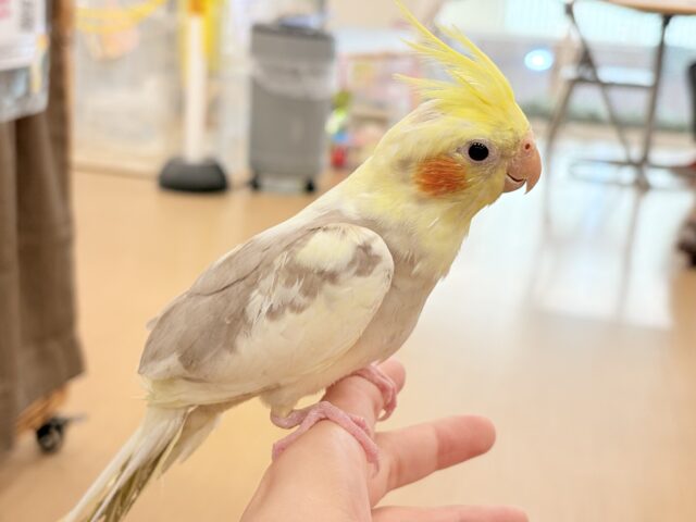オカメインコ