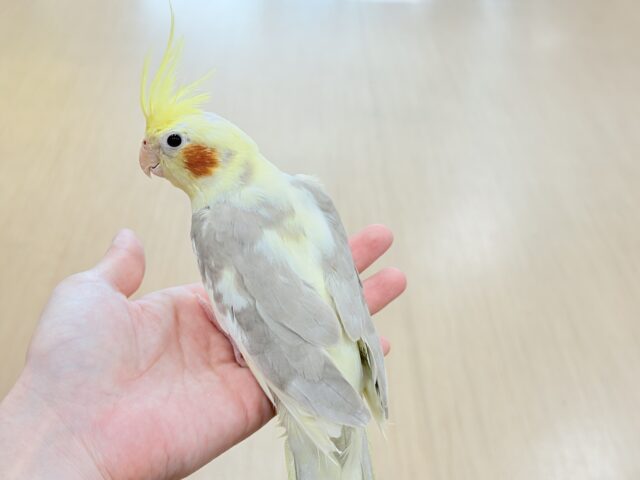 オカメインコ