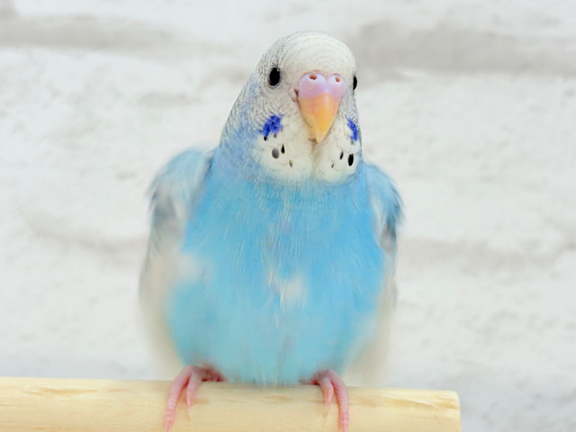 【最新画像更新🪄もうすぐひとり餌‪☆】楽しそうなことが　待ってるんだってさ♪　セキセイインコ　パイド～～
