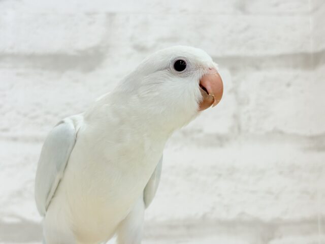 オキナインコ