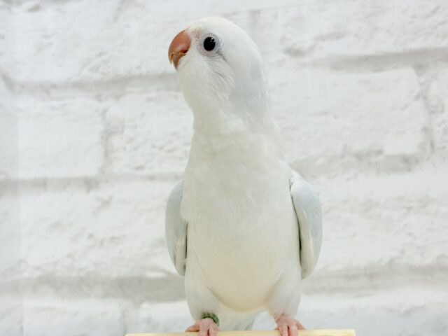 オキナインコ
