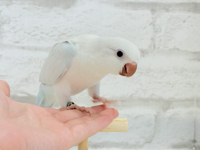 オキナインコ