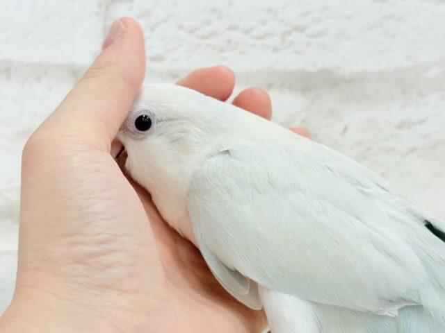 オキナインコ