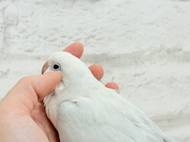 オキナインコ