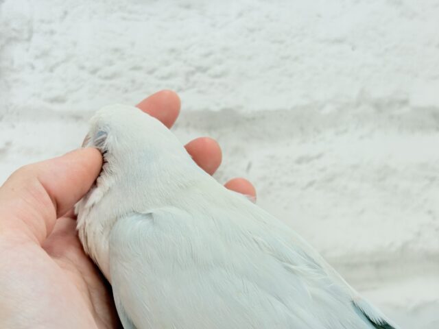 オキナインコ