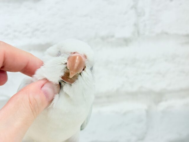 オキナインコ