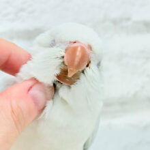 【最新画像更新🪄】透明感たっぷり〜🫧どんぐりアイスブルー🌰🧊オキナインコ(ブルーパリドイノオパーリン) ヒナ