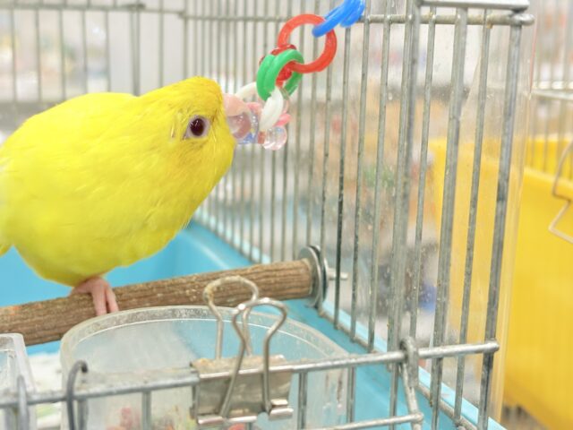 サザナミインコ