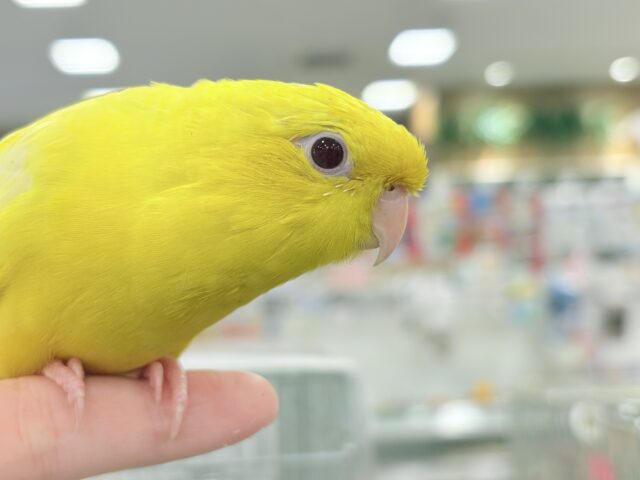 サザナミインコ