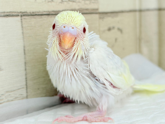唯一無二の美しさ🐥🫧セキセイインコ(ファロー) ヒナ