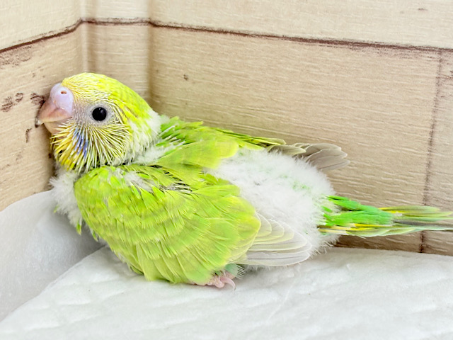 安心感がもらえるカラー！？🌿セキセイインコ(スパングル) ヒナ